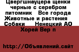 Цвергшнауцера щенки черные с серебром питомник - Все города Животные и растения » Собаки   . Ненецкий АО,Хорей-Вер п.